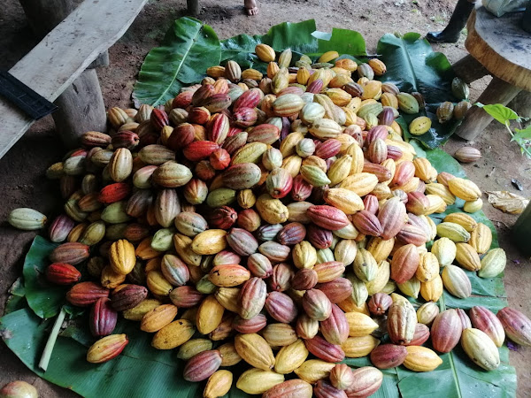 Cacao from our farm